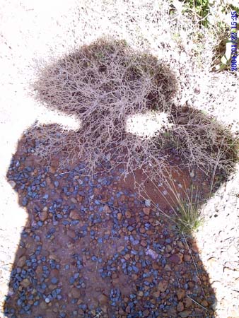 Siberia, W Australia 2004